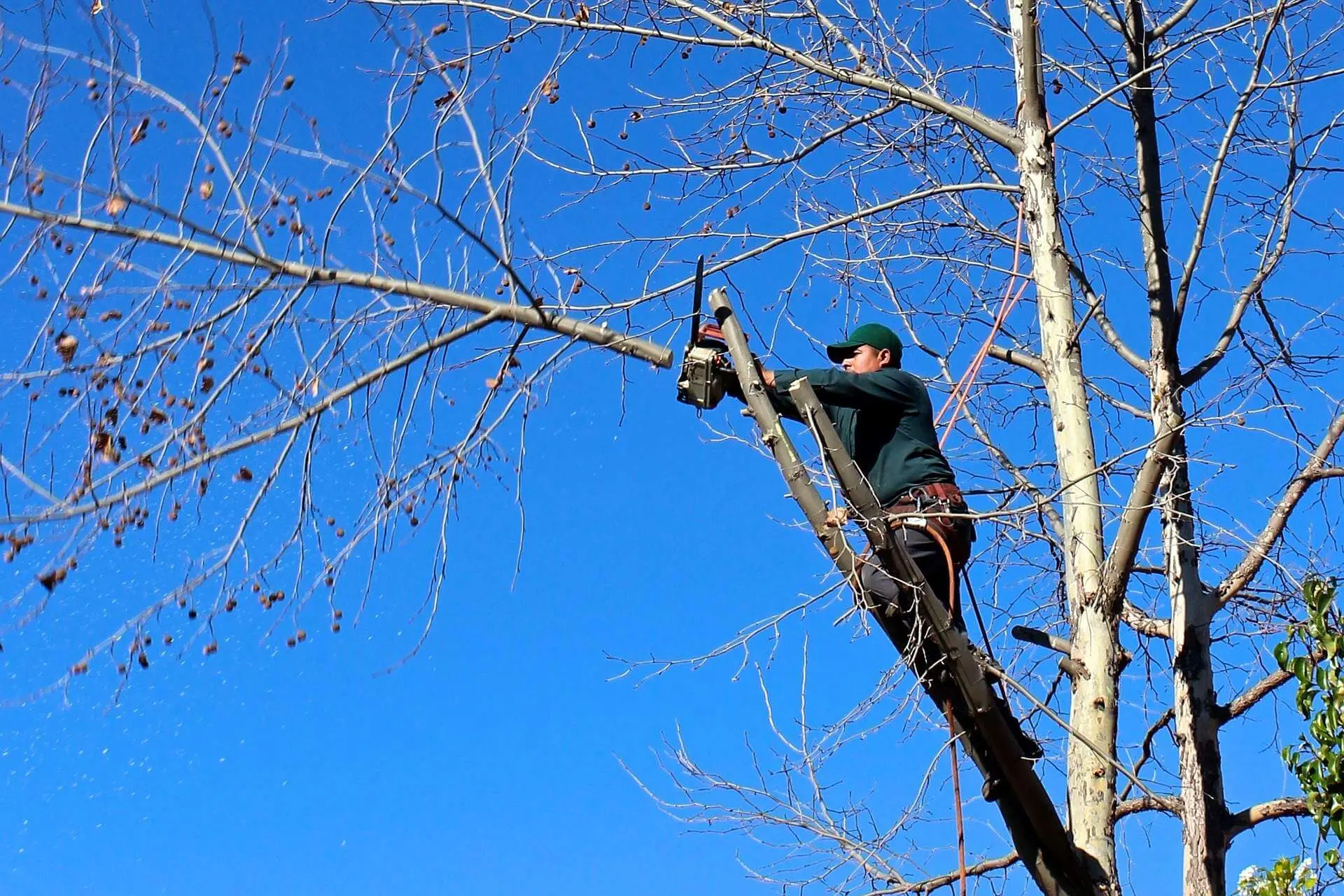 Tree Thinning Service in Birmingham Al