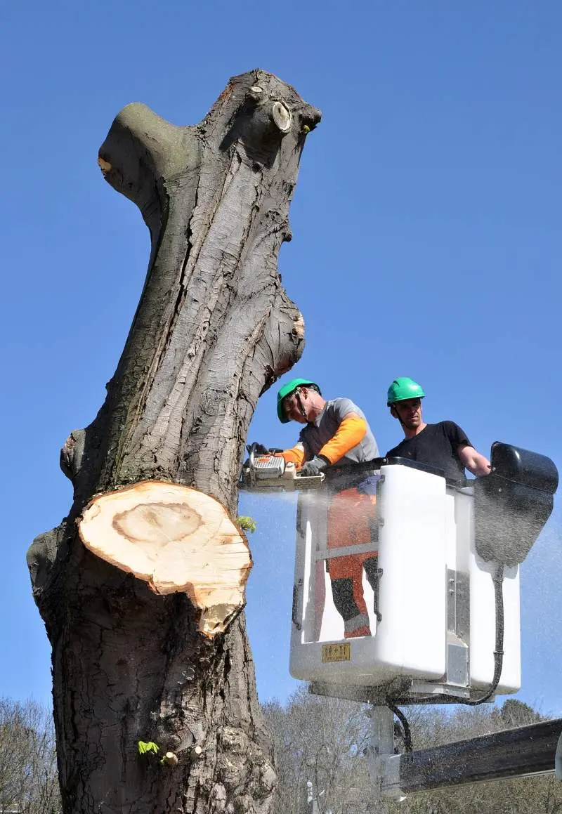 Tree Removal Service in Birmingham Al