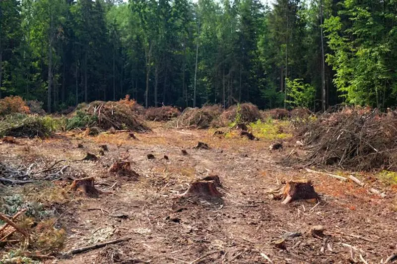 Brush Clearing Service in Birmingham Al