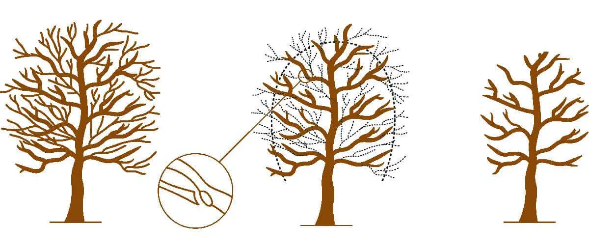 Crown Reduction Service in Birmingham Al