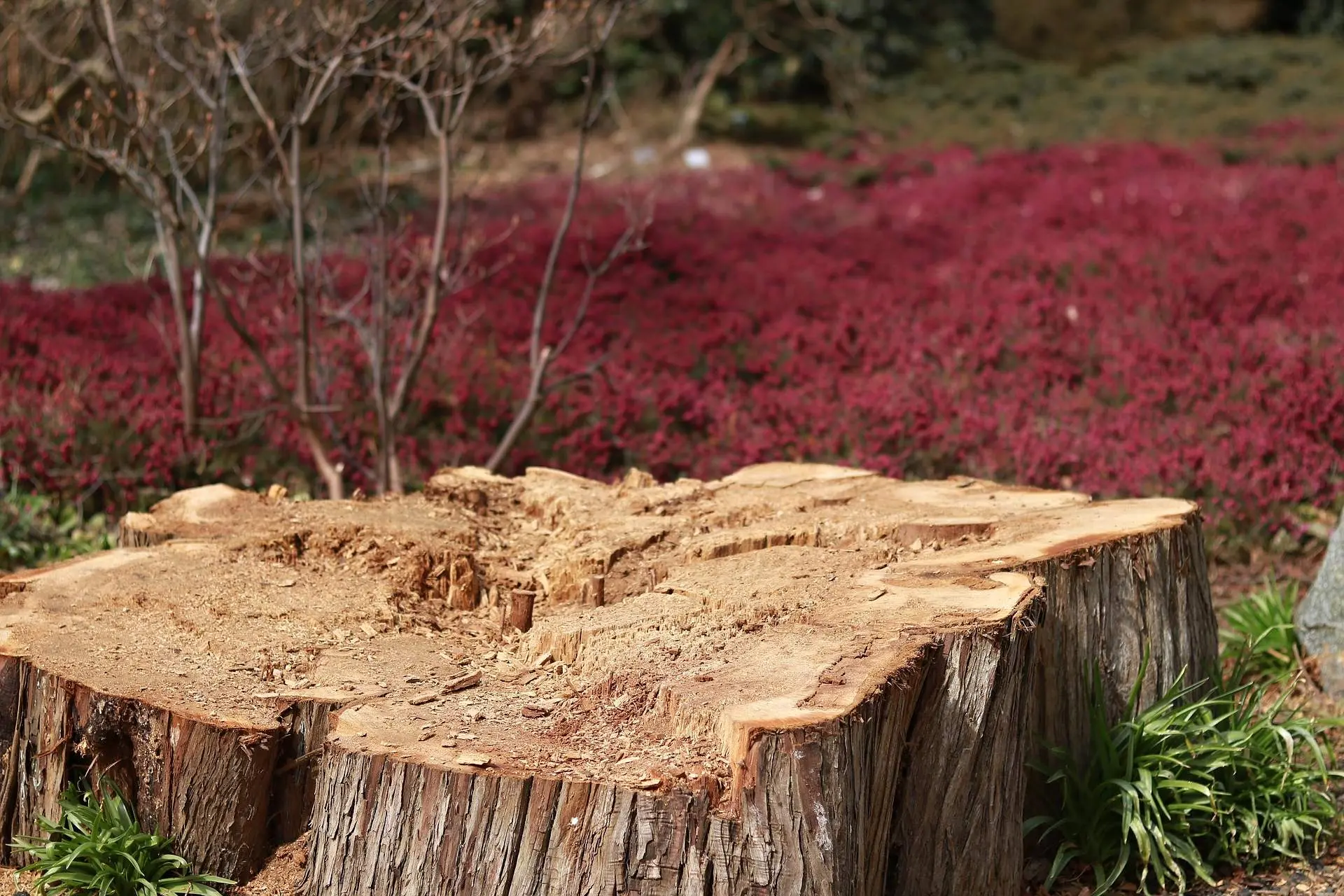 Stump Grinding Service in Birmingham Al