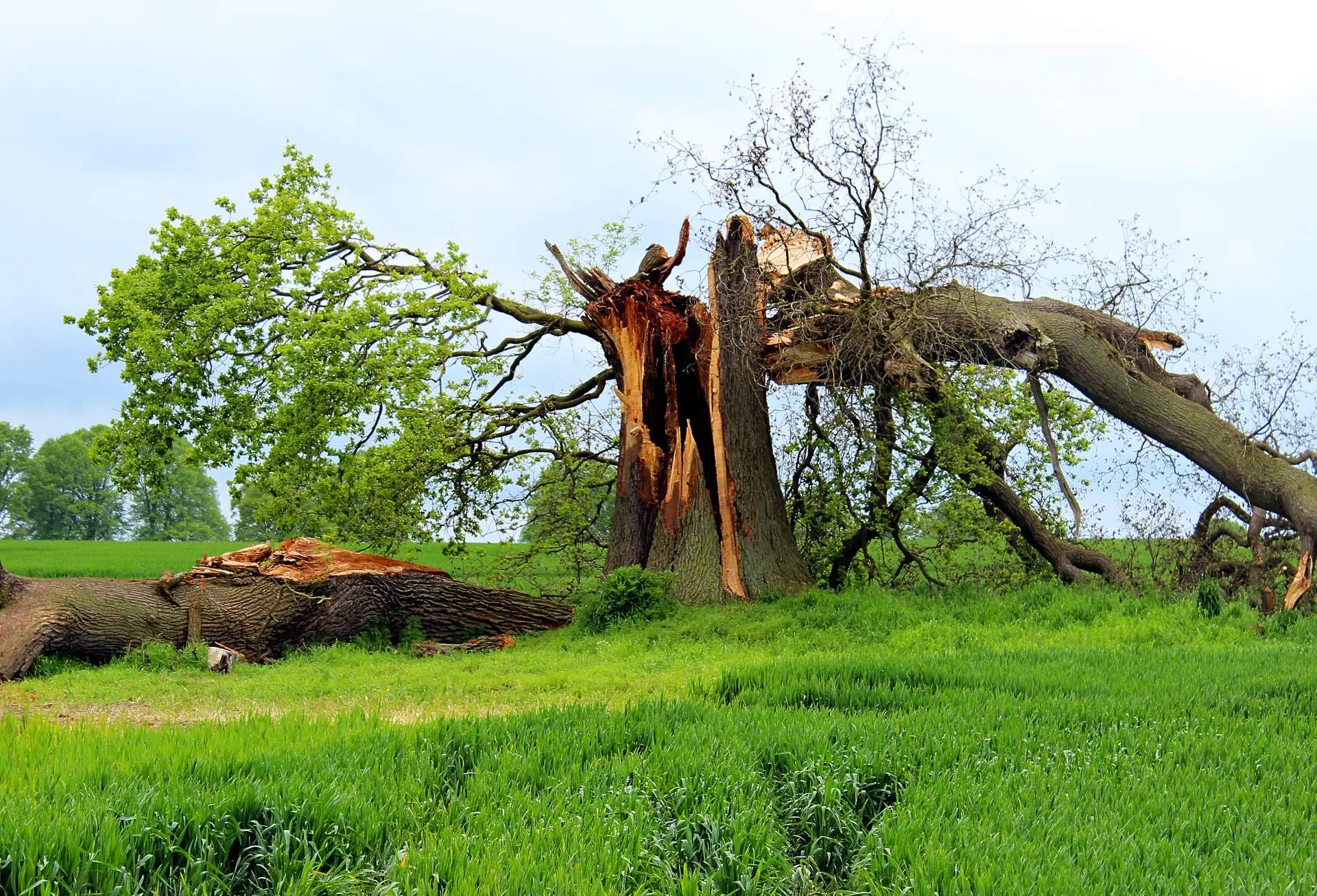 24 Hour Storm Service in Birmingham Al