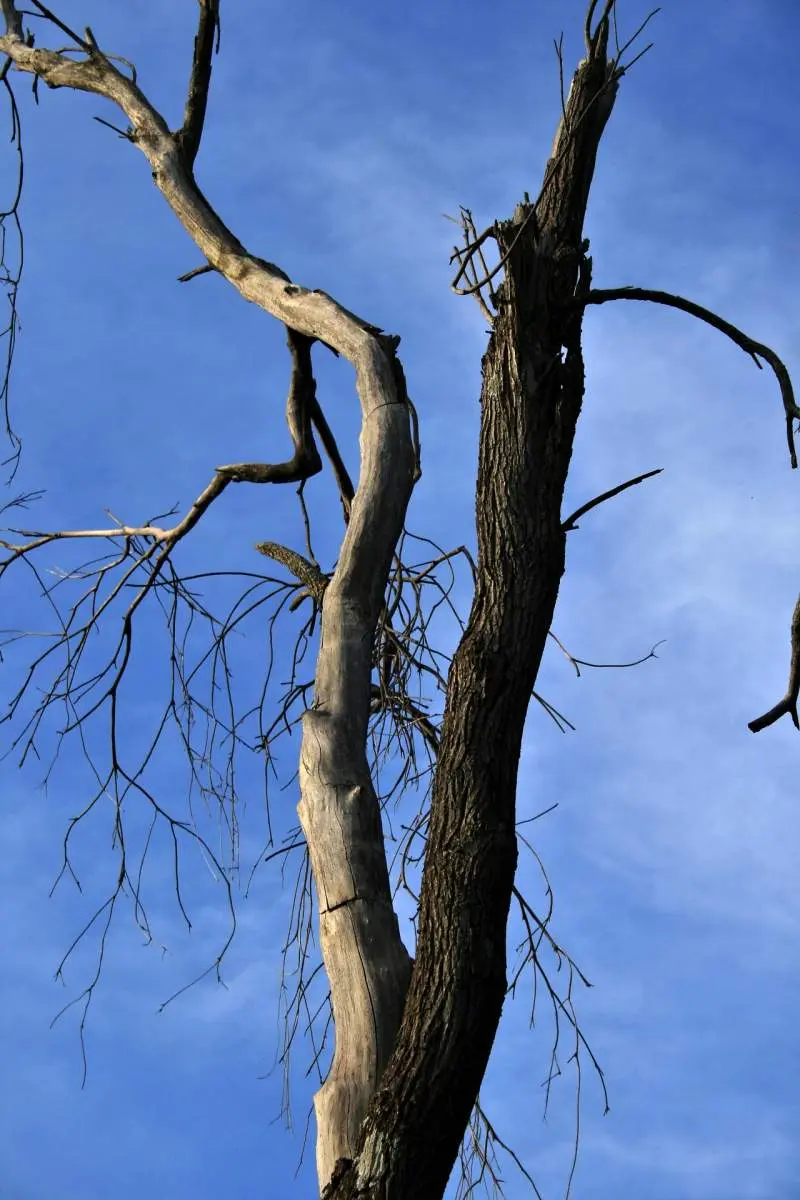 Dead & Dangerous Tree Removal Service in Birmingham Al