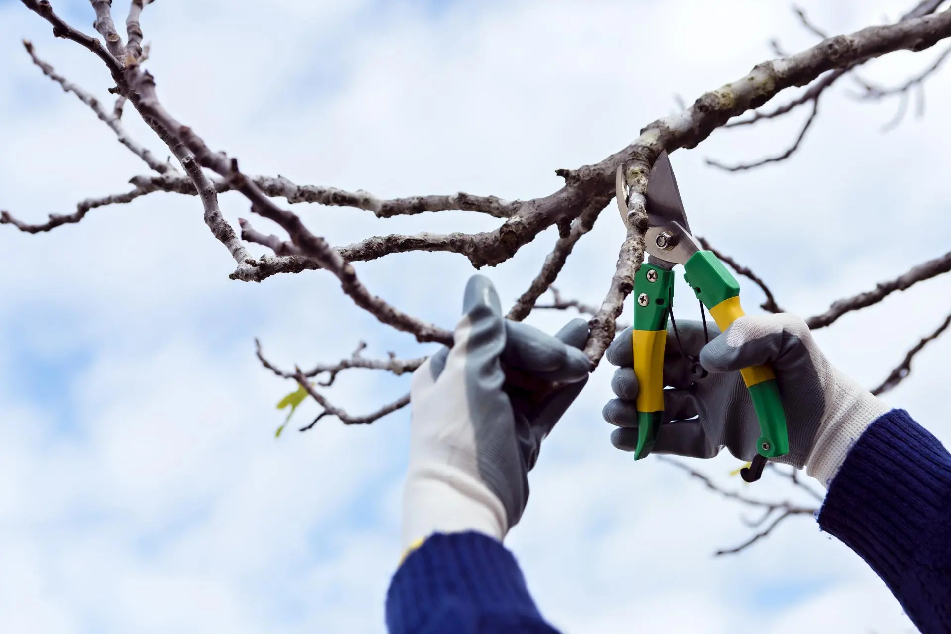 Tree Pruning Service in Birmingham Al