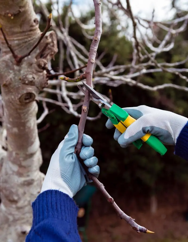 Tree Pruning Service in Birmingham Al